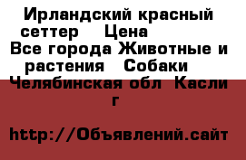 Ирландский красный сеттер. › Цена ­ 30 000 - Все города Животные и растения » Собаки   . Челябинская обл.,Касли г.